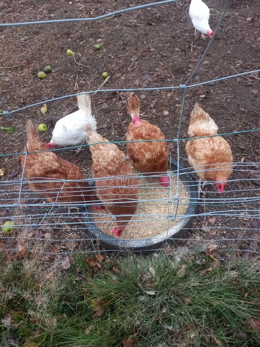 Pasza gospodarska dla kur, drobiu(śruta)