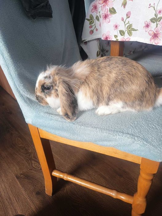 Królik samiec mini lop