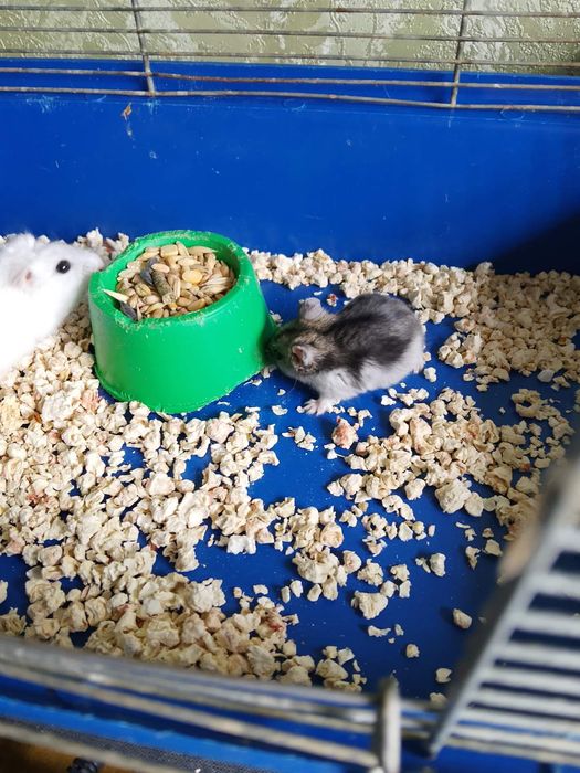 Джунгарскией хомяк