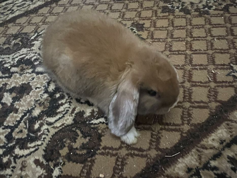 Кролики висловухі баранчики