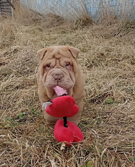 Puppy  щенок Шарпей мальчик