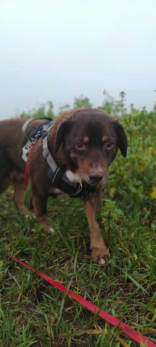 Dragon seniorek średniego wzrostu