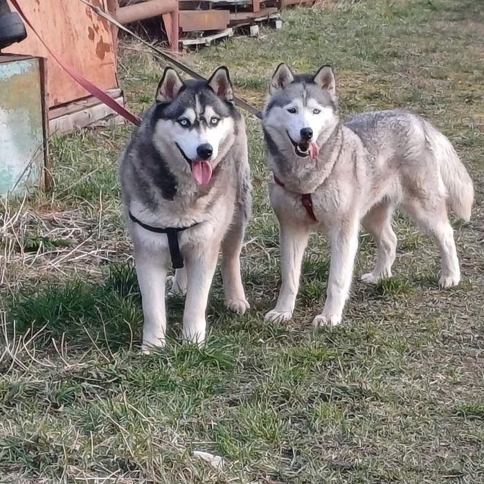 Стерилізовані хаскі в добрі руки