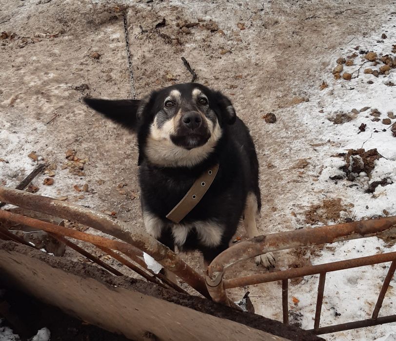 Віддається в добрі руки в вольєр