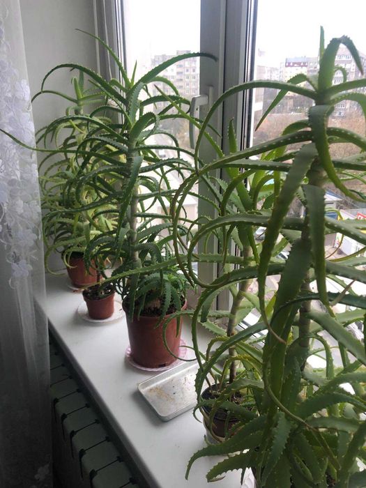 Вазони Алое Вера лікувальне