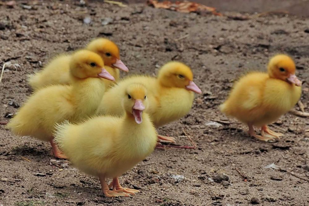 8 patos de quinta = 20 €