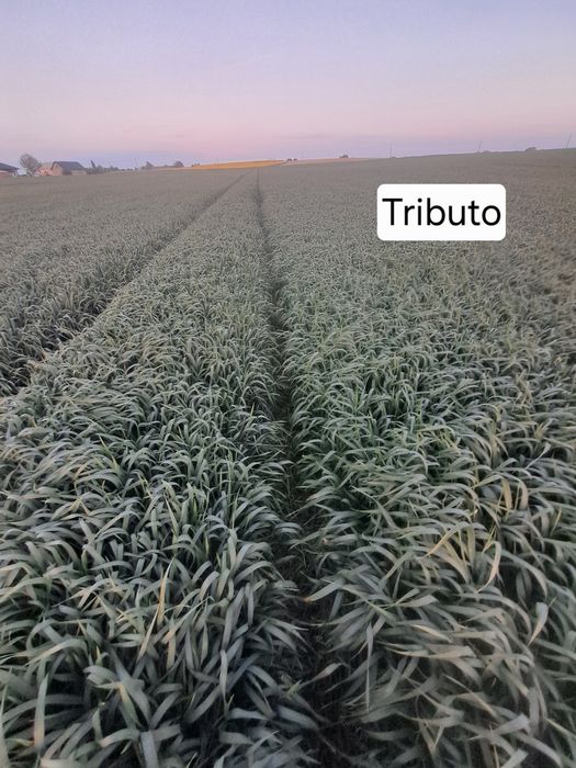 Pszenżyto ozime Tributo !!!