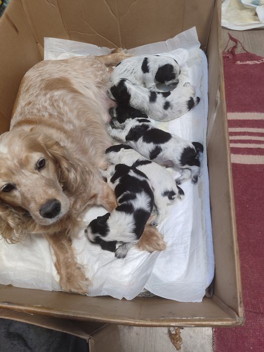 Мисливський спаніель