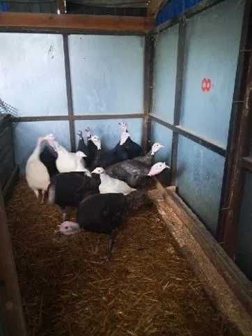 Indyki do sprzedania