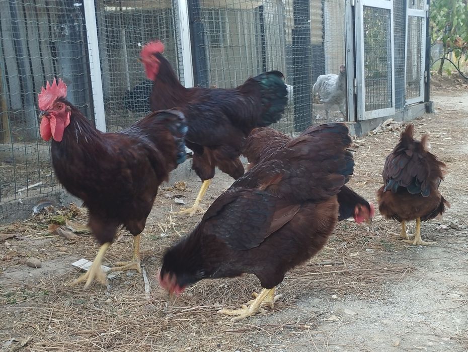 Ovos para incubação