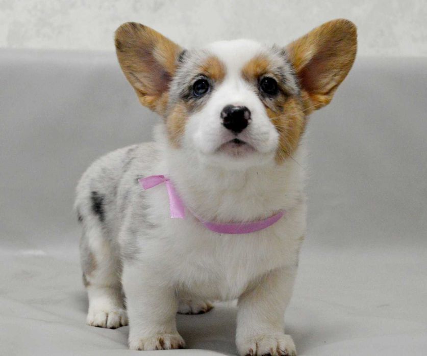 REZERWACJA Welsh Corgi Cardigan – Betsy | ur. 13.10.2025