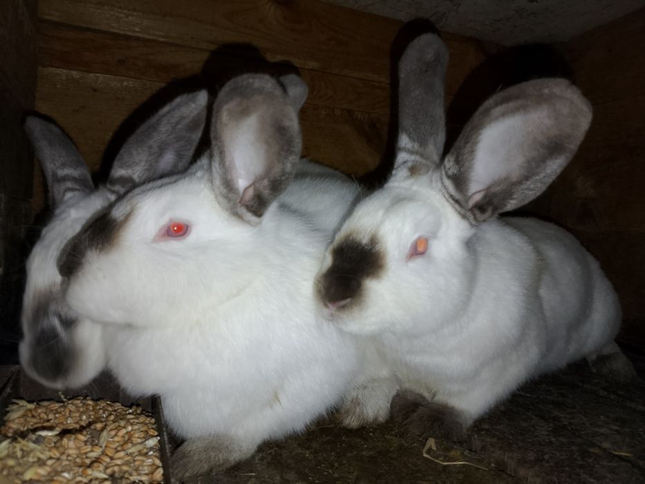 Продам кролів Каліфорнійці