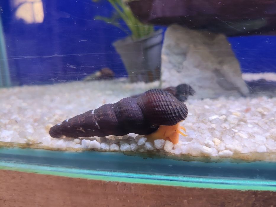 Caracol.   coelho