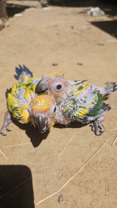 Aratinga sol para terminar  de criar à  mão
