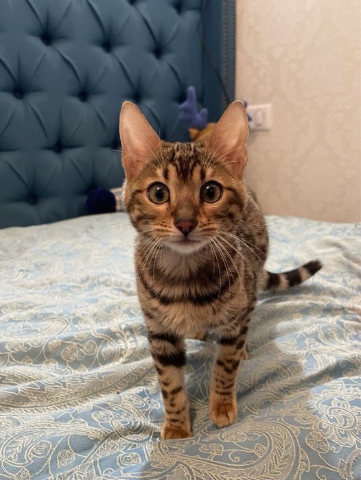 Бенгал.Бенгальські кошенята.