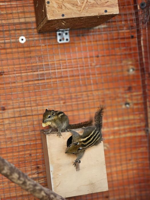 Wiewiórka chińska ,samce