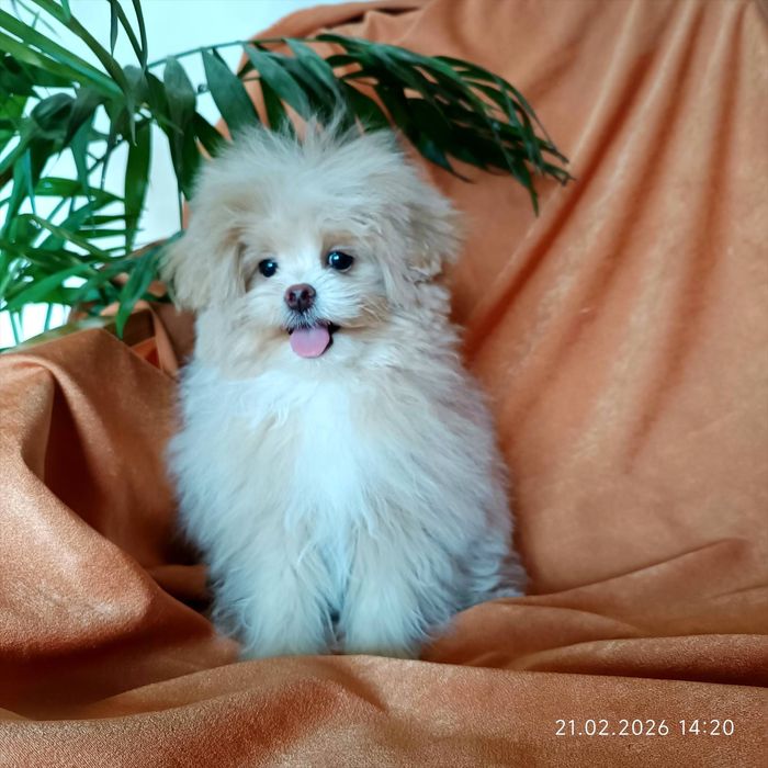 Супер  маленькая девочка помапу  4 мес.