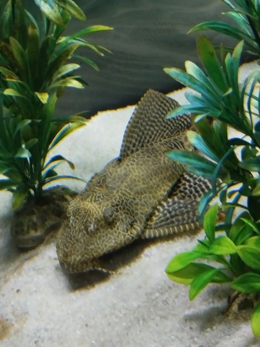 Oscar e Pleco Ofereço
