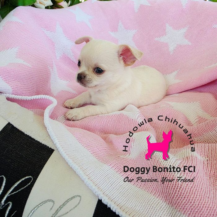 CHIHUAHUA, chłopiec krótkowłosy, prawdziwy rodowód FCI