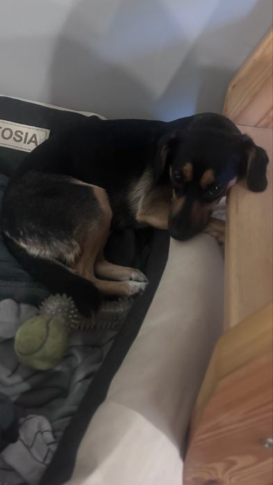 Oddam sunie 3 letnią