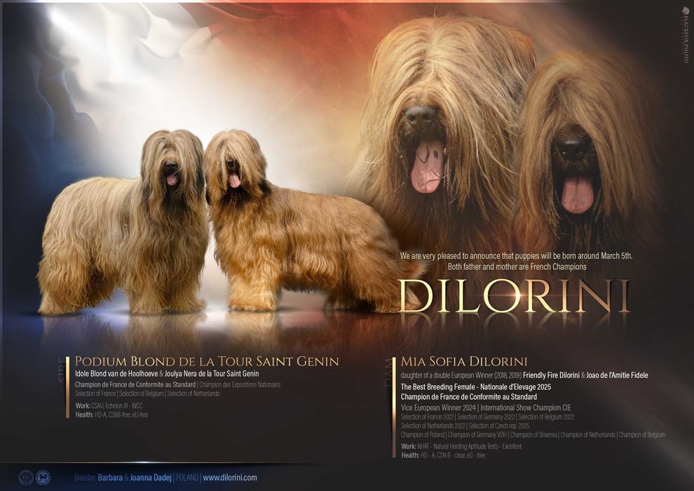 Owczarek Francuski Briard szczenięta po Championach Francji