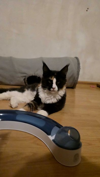 Cudowna kotka maine coon Hermiona