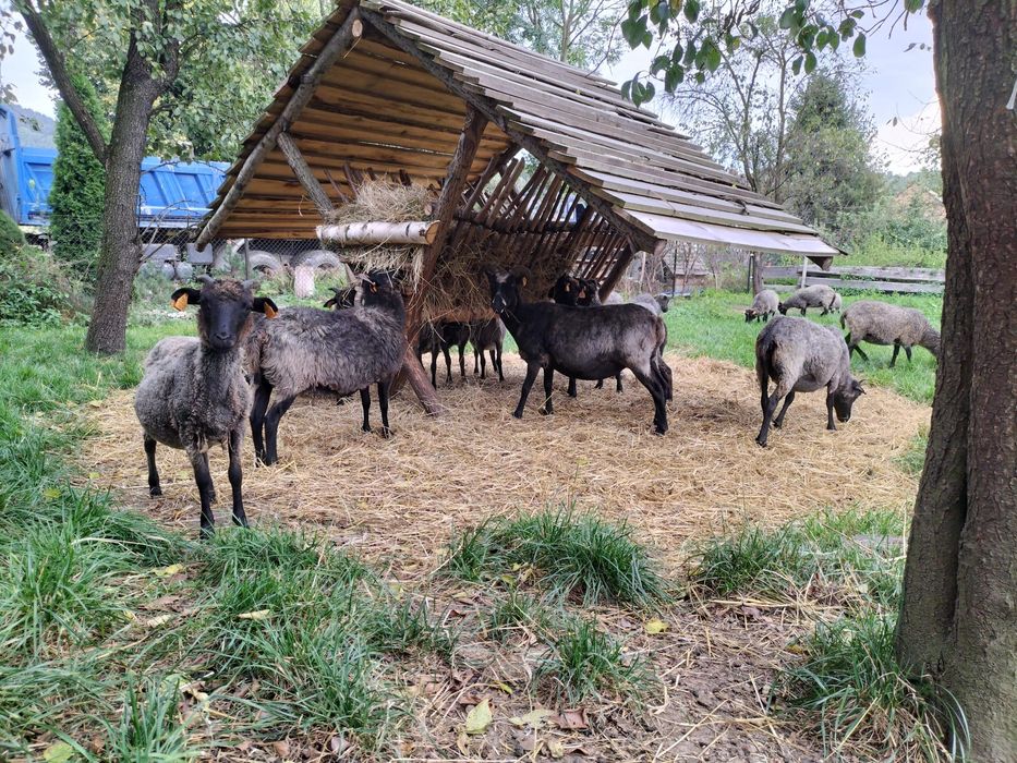 JAGNIĘTA WRZOSÓWKI OWCE, jagnięcina tuszki