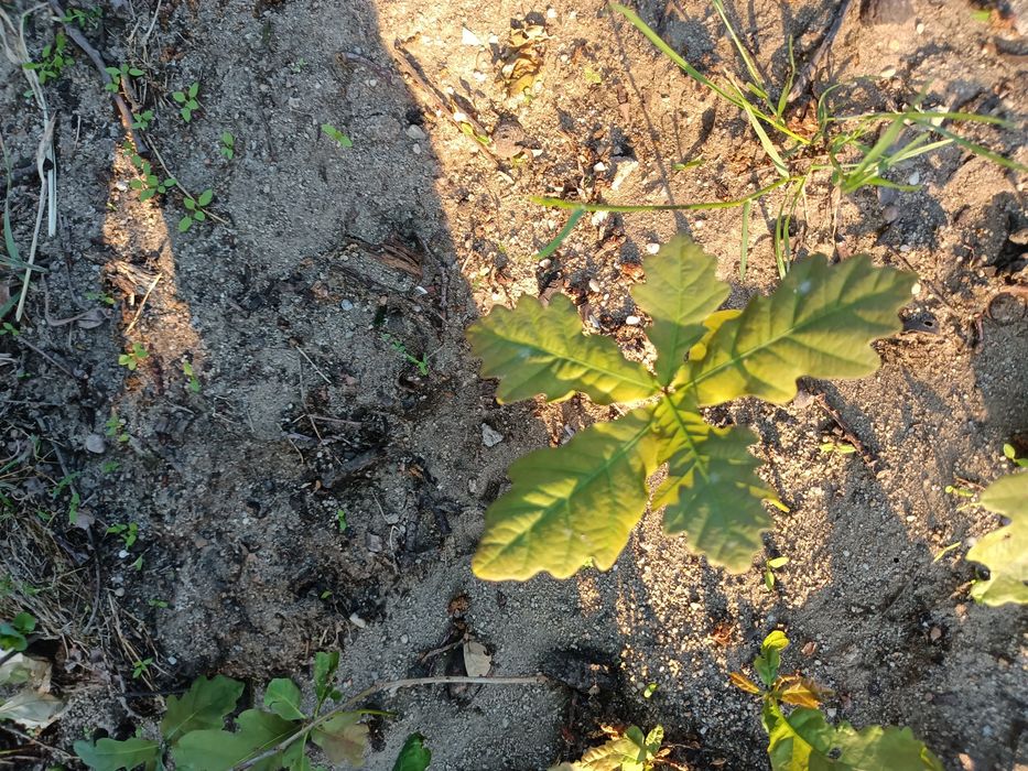 DĄB SZYPUŁKOWY - SILNE sadzonki,ok. 10 cm ,ZDROWE, kopane z Gruntu ( ODBIÓR OSOBISTY)