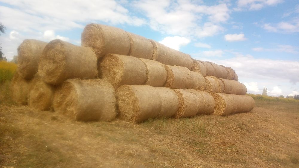 Bele 120 z żyta i pszenicy