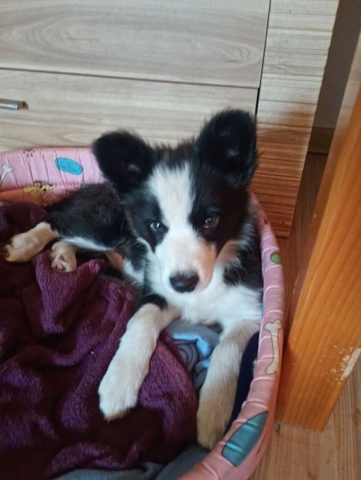Border Collie śliczna suczka szczeniaczek