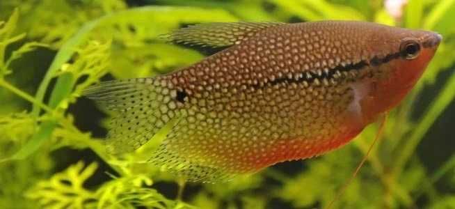 GB Gurami Mozaika - dowóz ryb!