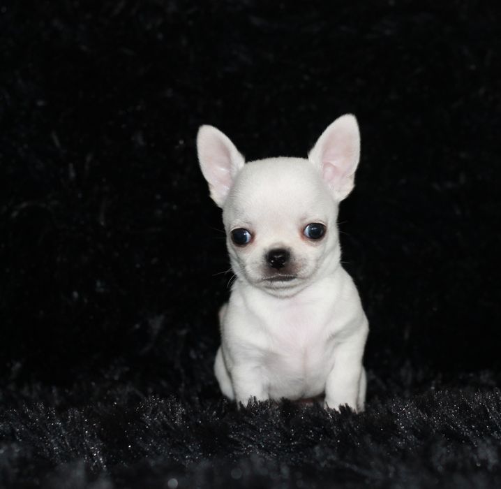 Chihuahua długowłosy chłopiec ZKwP FCI