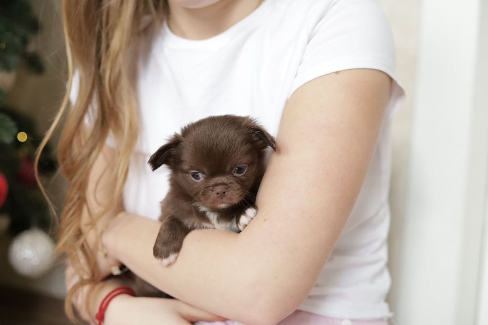 Chihuahua chłopak fci pet