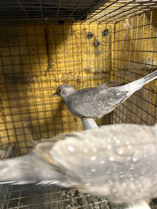 Casal de rolas diamante