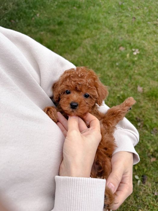 Неймовірний малюк Мальтипу F2 VIP