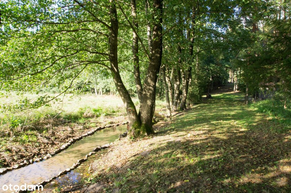 2,82 ha prywatnego lasu z domkiem – oaza spokoju na sprzedaż!