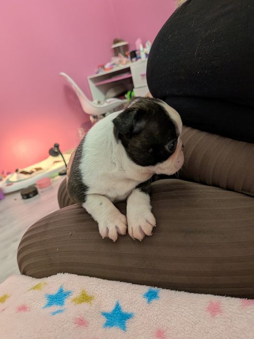 Szczeniak Boston terrier chłopiec :)