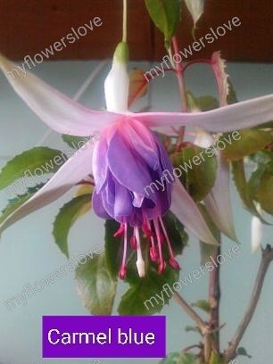 Різні сорти фуксій в наявності