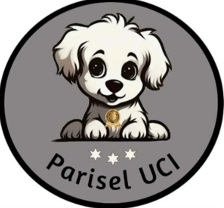 Maltańczyk UCI maleńka suczka