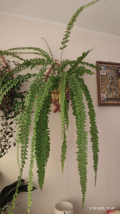 Paprotka domowa dekoracyjna