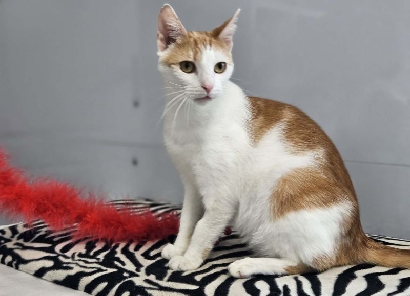 Fox szuka domu tymczasowego!