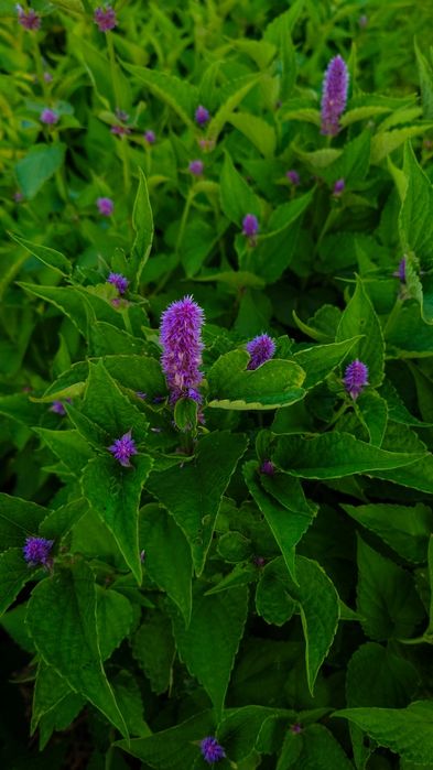Семена, насіння Лофант тибетский, Многоколосник морщинистый