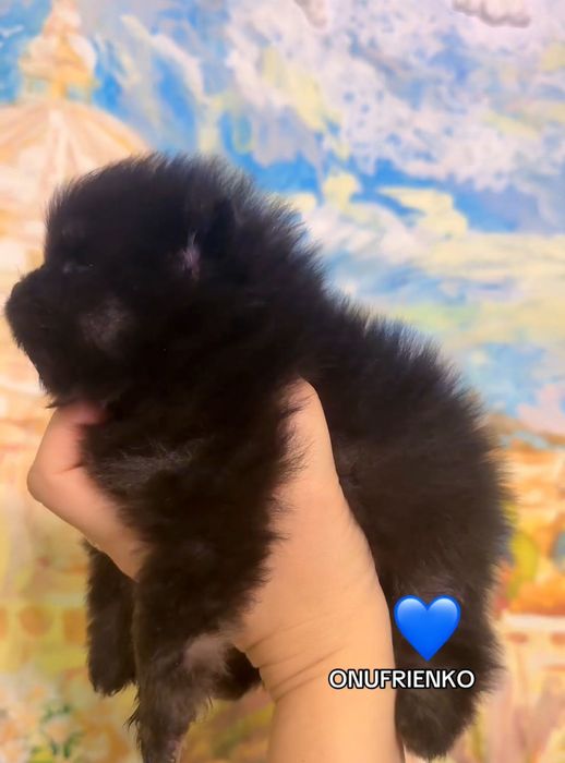 Померанський шпіц