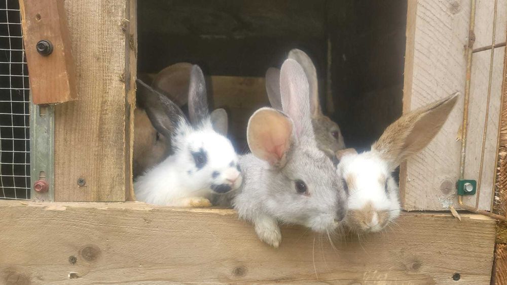 Króliczki na sprzedaż