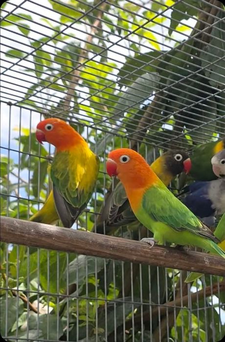 Agapornis fischeri e personatas