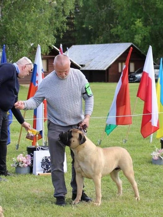 Bullmastiff szczenie
