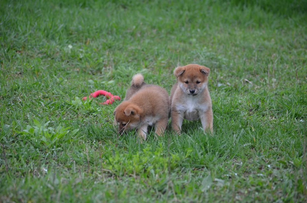 Шиба/Сіба іну/Shiba, КСУ-FCI! Київ, відправлю. Є "Оплата частинами"