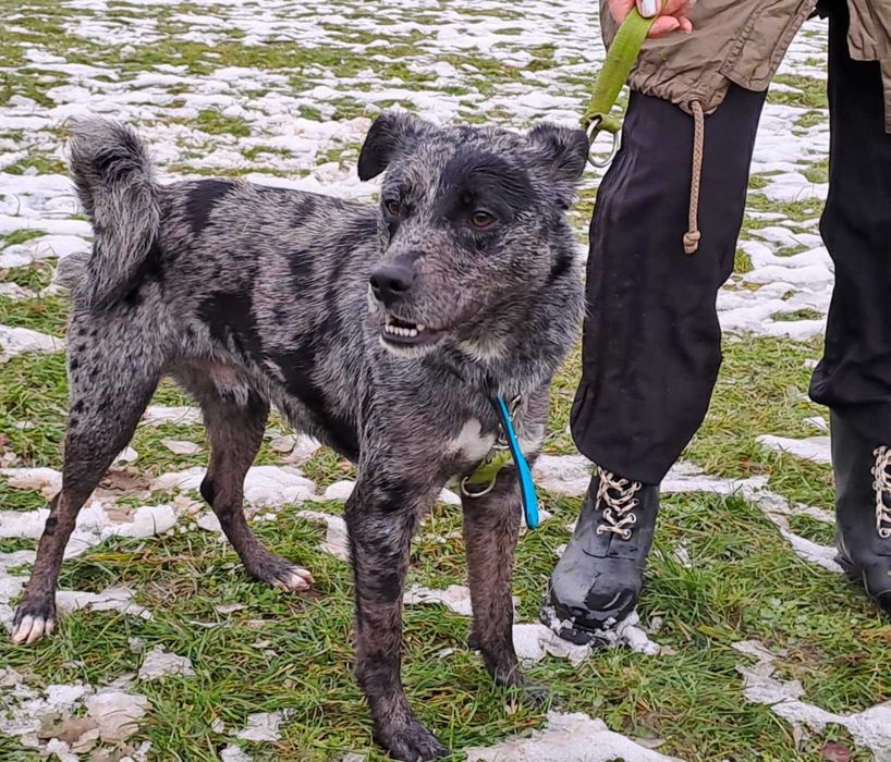 Bober-mniejszy border collie szuka doświadczonego domu !