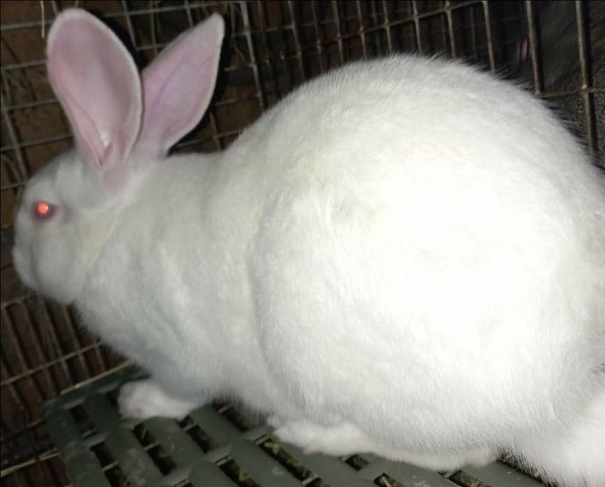 Кролики  термони