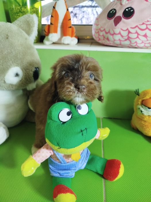 Девочка мальтипу редкого окраса